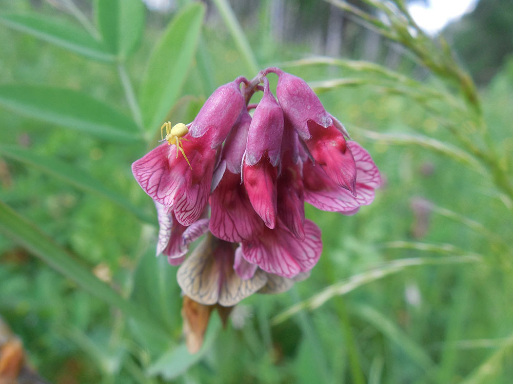 Изображение особи Lathyrus pisiformis.