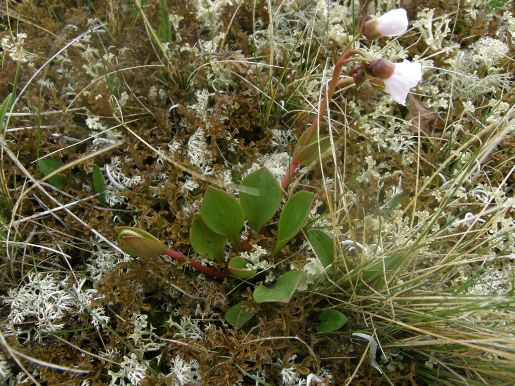 Изображение особи Claytonia joanneana.