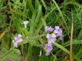 Dontostemon hispidus. Верхушка растения c цветками и завязавшимися плодами. Приморье, Партизанский р-н, луг у морского побережья. 18.07.2016.