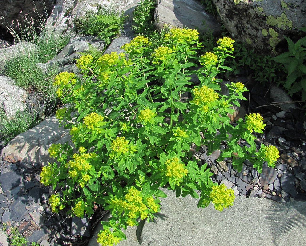 Изображение особи Euphorbia eugeniae.