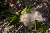 Salix phylicifolia
