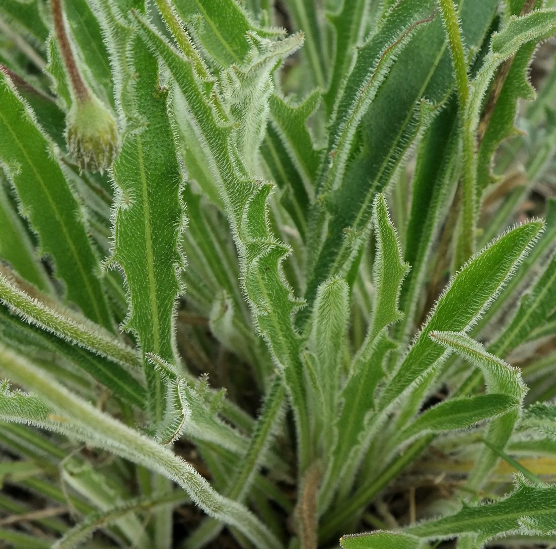 Image of Leontodon biscutellifolius specimen.