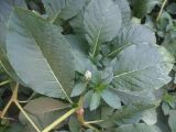 Phytolacca acinosa