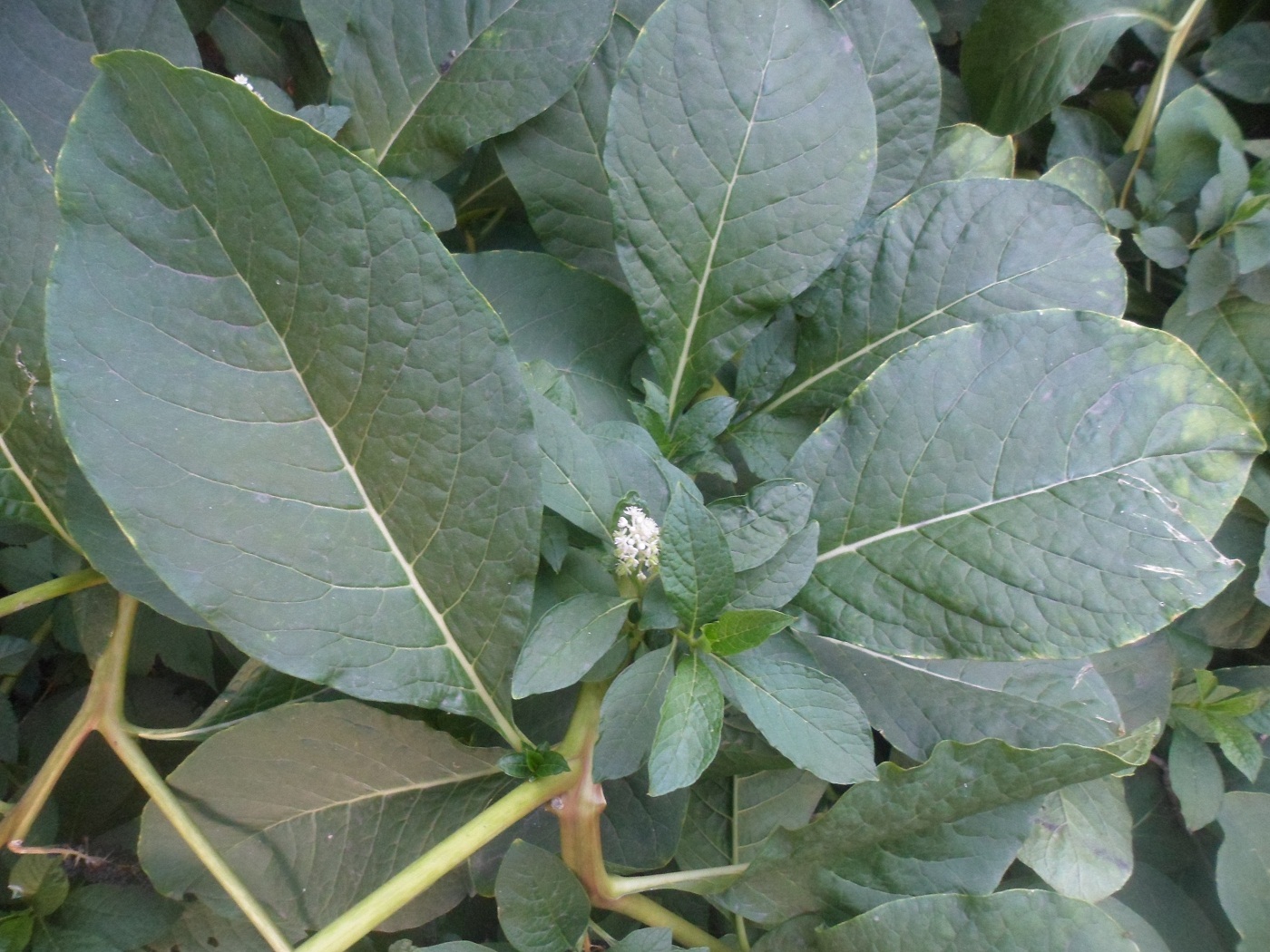 Image of Phytolacca acinosa specimen.