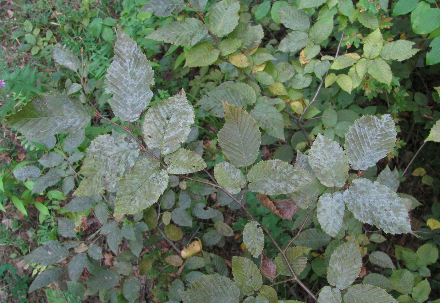 Изображение особи Carpinus betulus.