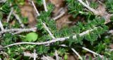 Thymbra capitata