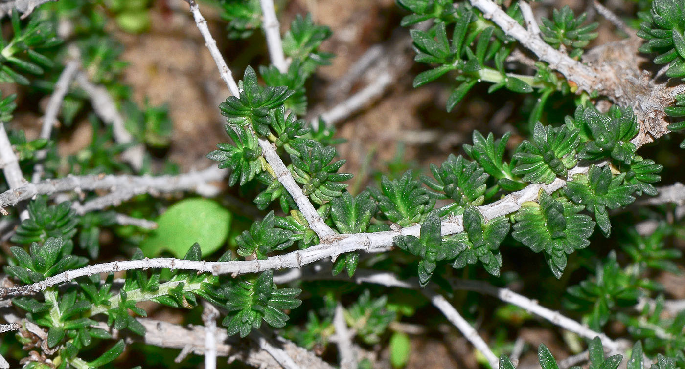 Image of Thymbra capitata specimen.