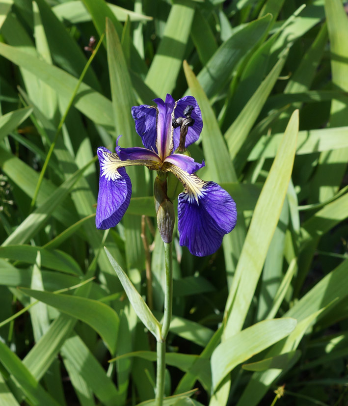 Image of Iris setosa specimen.