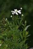 Clematis hexapetala. Верхушка цветущего растения. Приморский край, окр. г. Находка, гора Американка, известняковый каменистый склон. 19.06.2016.