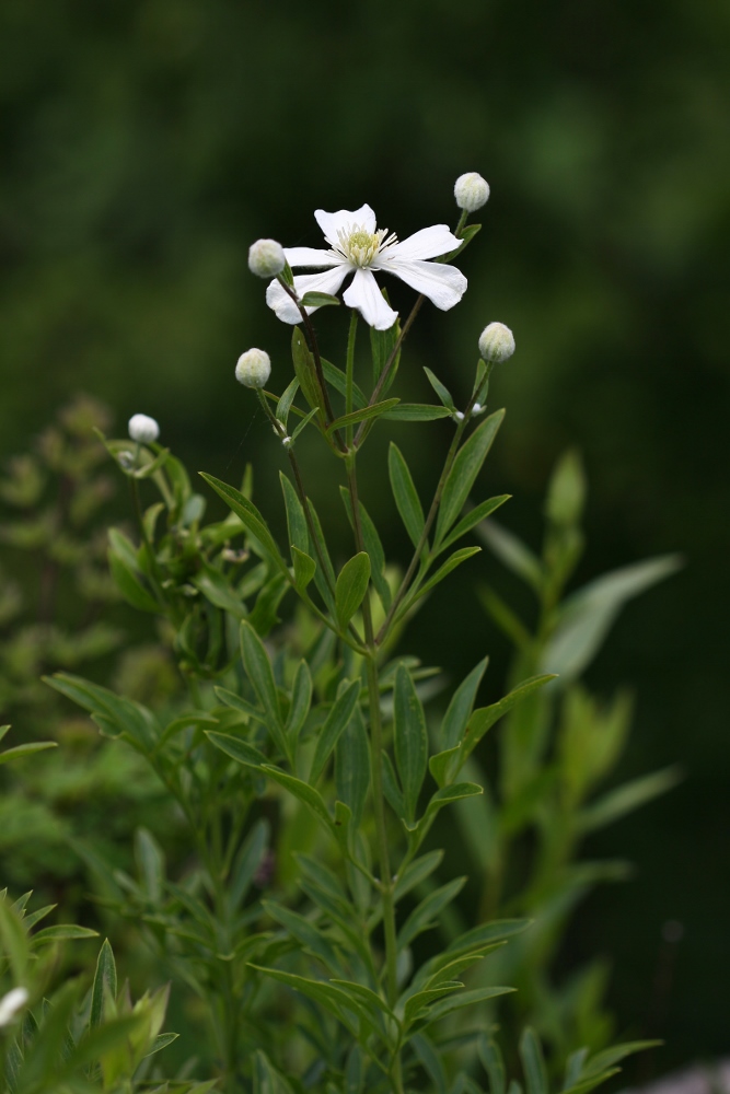 Image of Clematis hexapetala specimen.