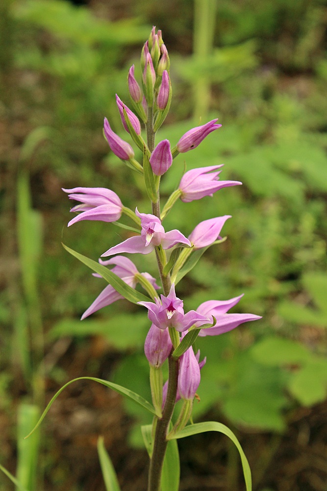 Изображение особи Cephalanthera rubra.