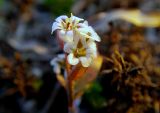 genus Polygonum