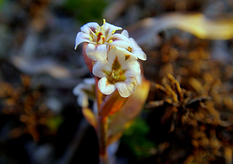 Image of genus Polygonum specimen.