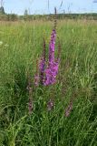 Lythrum salicaria