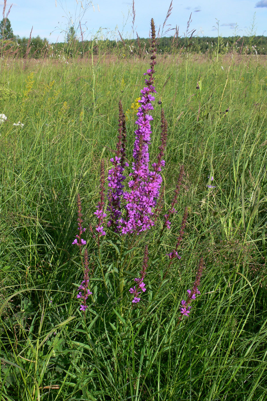 Image of Lythrum salicaria specimen.