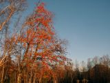 Sorbus aucuparia ssp. glabrata