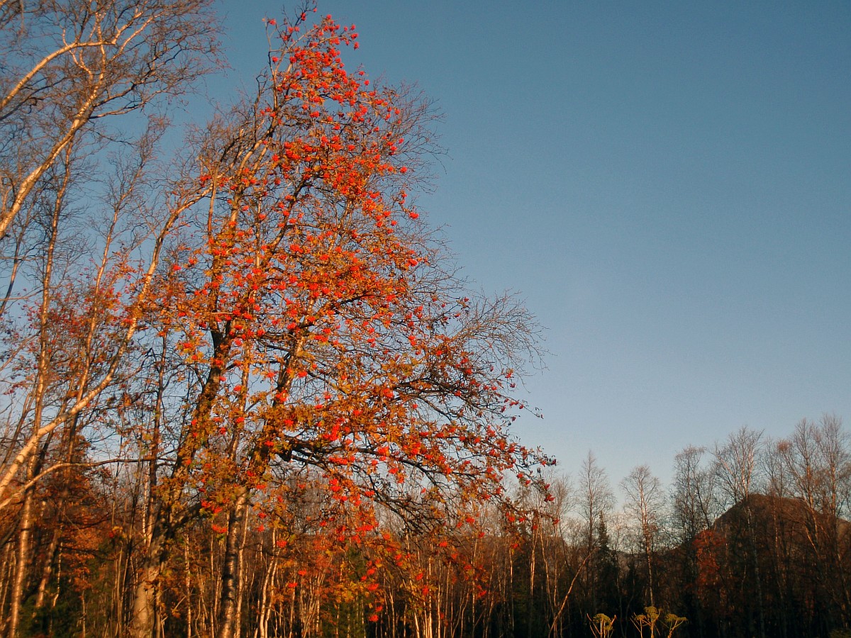 Image of Sorbus aucuparia ssp. glabrata specimen.