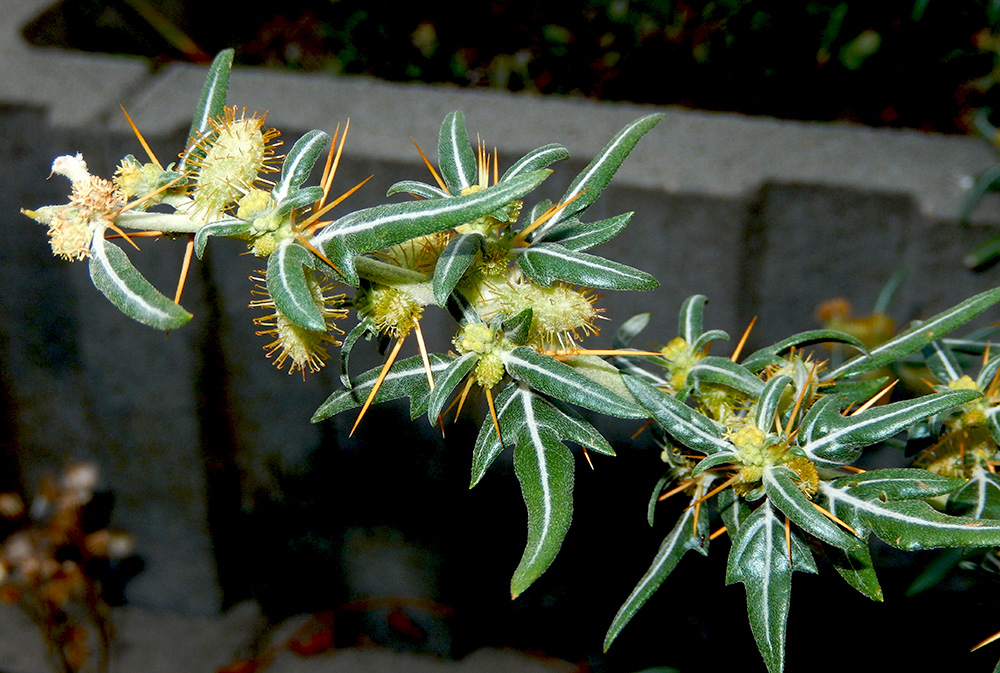 Image of Xanthium spinosum specimen.