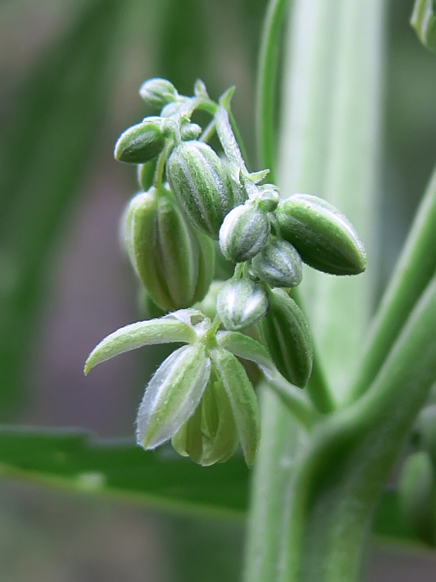 Image of Cannabis sativa specimen.