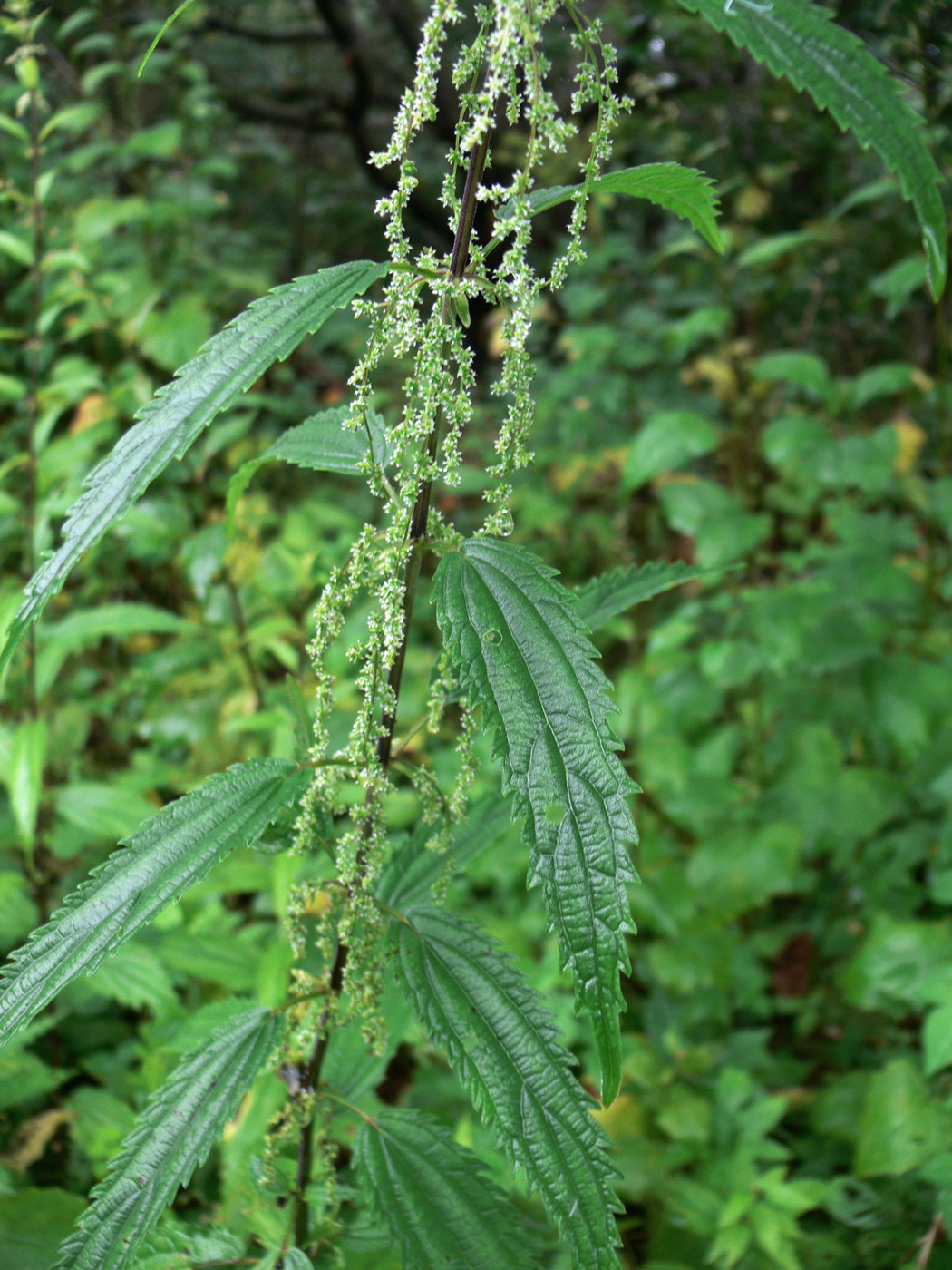 Image of Urtica angustifolia specimen.