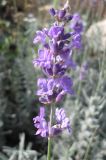 Lavandula angustifolia. Соцветие. Крым, Симферополь, ботсад университета. 30 октября 2009 г.