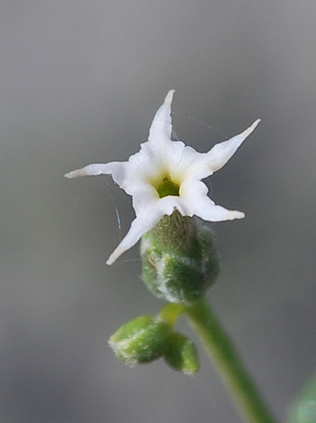 Image of Heliotropium dasycarpum specimen.