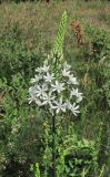 Ornithogalum arcuatum