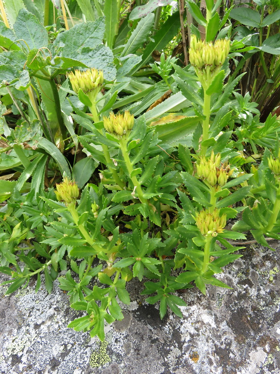 Image of Rhodiola krylovii specimen.