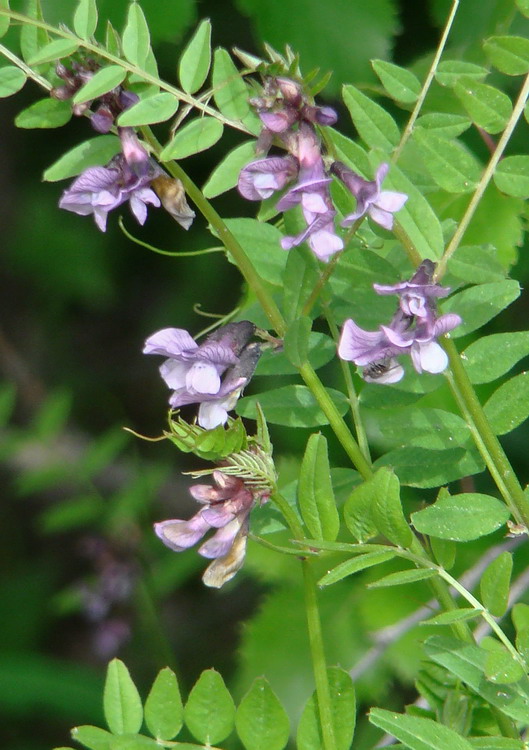 Image of Vicia sepium specimen.