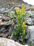 Solidago virgaurea. Цветущее растение. Республика Алтай, Усть-Коксинский р-н, природный парк \"Белуха\", Долина Семи Озер, выс. 2600 м н.у.м. 07.08.2016.