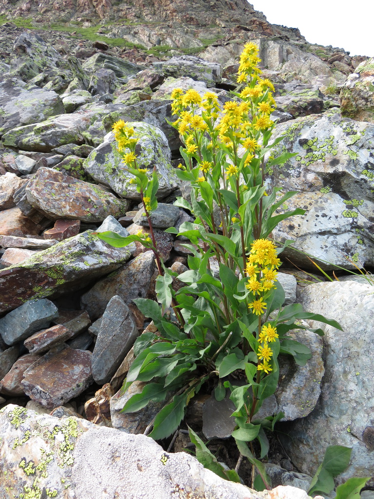 Image of Solidago virgaurea specimen.