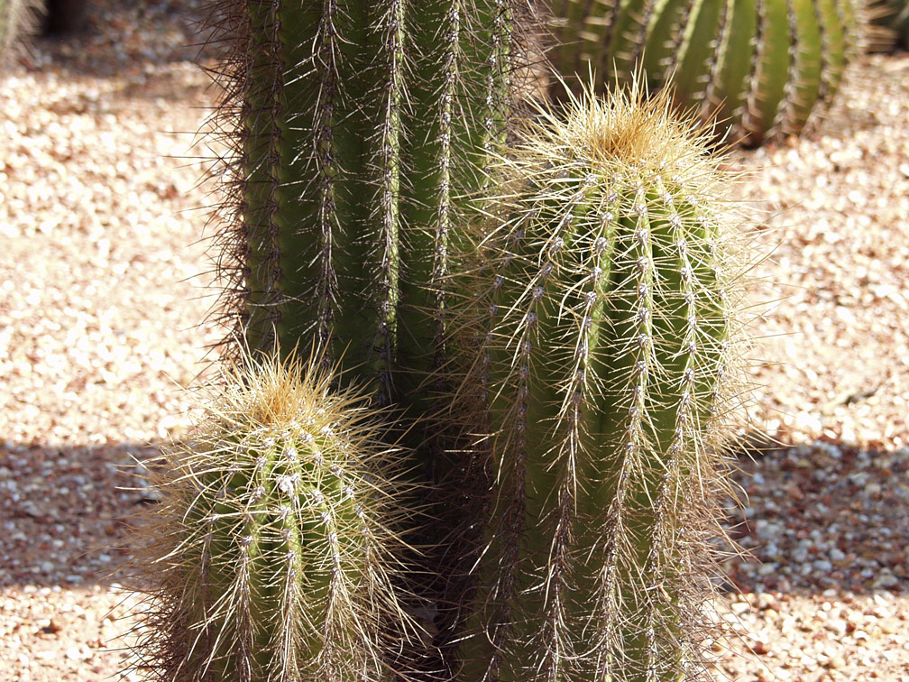 Image of genus Trichocereus specimen.