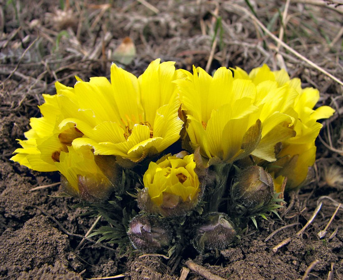 Image of Adonis volgensis specimen.