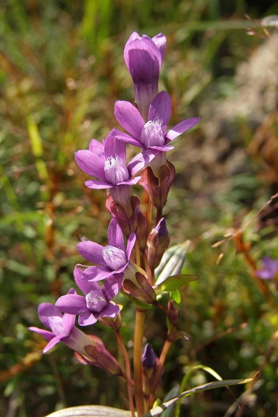 Изображение особи Gentianella auriculata.