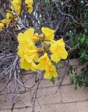 Handroanthus chrysanthus. Соцветие. Израиль, Шарон, г. Герцлия, в культуре. 12.03.2017.