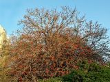 Erythrina corallodendron