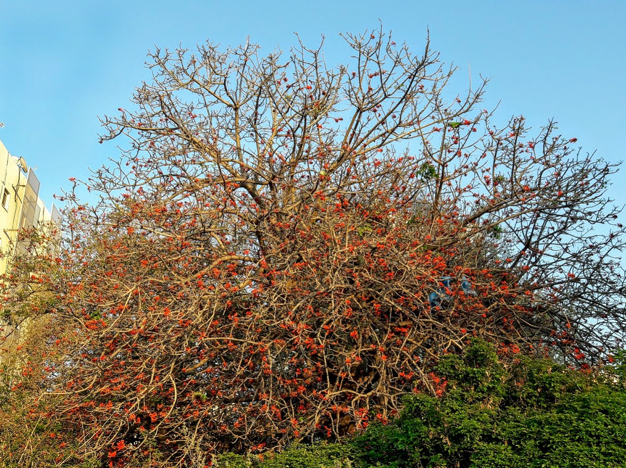 Изображение особи Erythrina corallodendron.