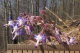 Trachystemon orientalis. Цветки, бутоны и отцветшие цветки. Краснодарский край, Туапсинский р-н, гора Индюк, каштаново-дубово-буковый лес на склоне. 01.04.2017.