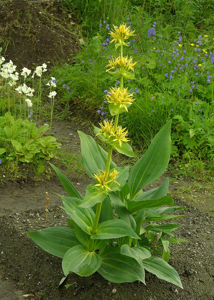 Image of Gentiana lutea specimen.