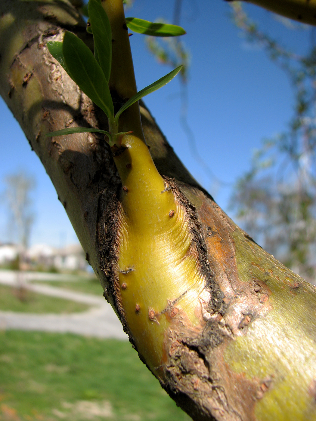 Image of Salix &times; sepulcralis specimen.