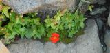 Mimulus cupreus. Цветущее растение. Чили, пров. Мауле, пер. Pehuenche, у ручья, выс. ок. 2550 м н.у.м. 02.03.2014.