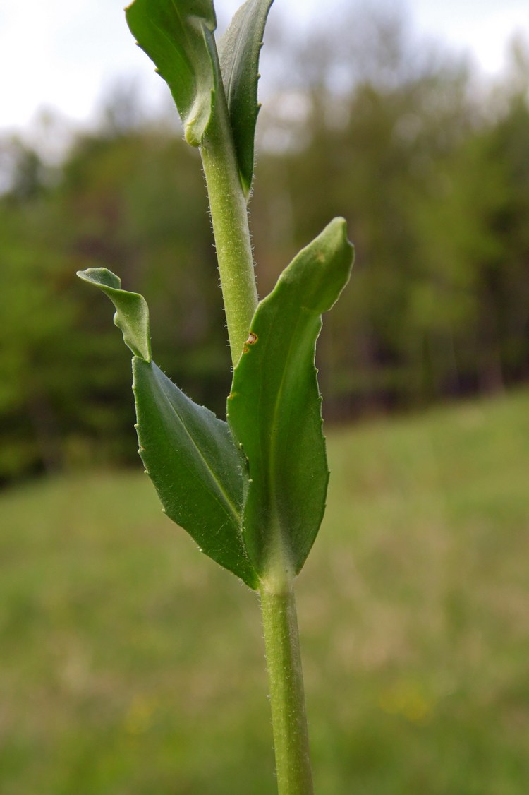 Image of Veronica gentianoides specimen.