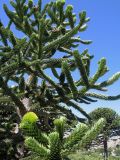 Araucaria araucana