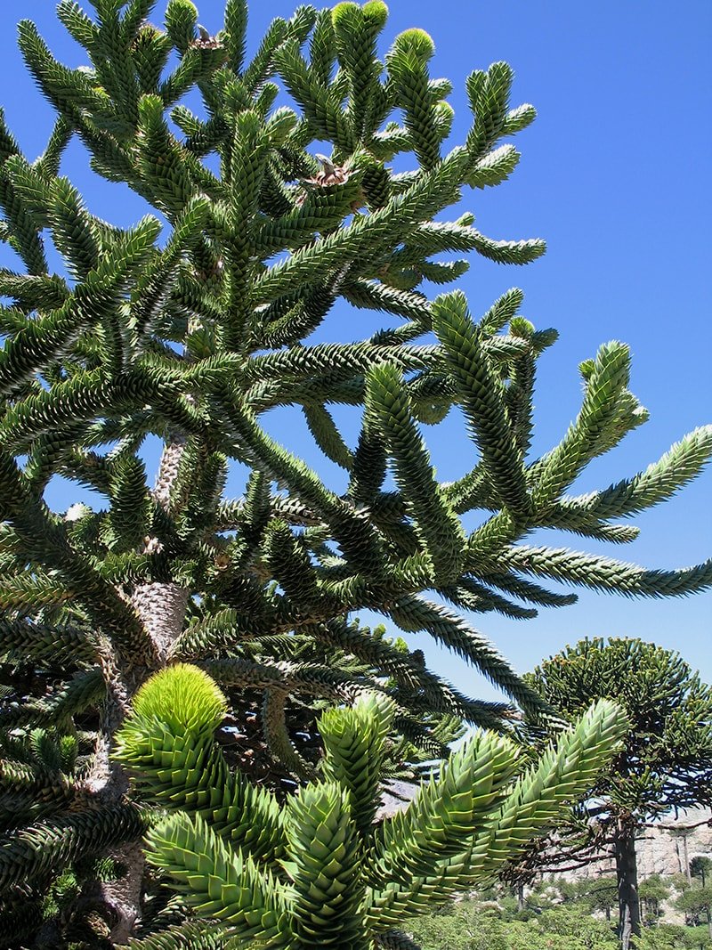 Изображение особи Araucaria araucana.