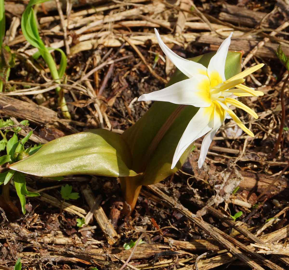 Изображение особи Erythronium krylovii.