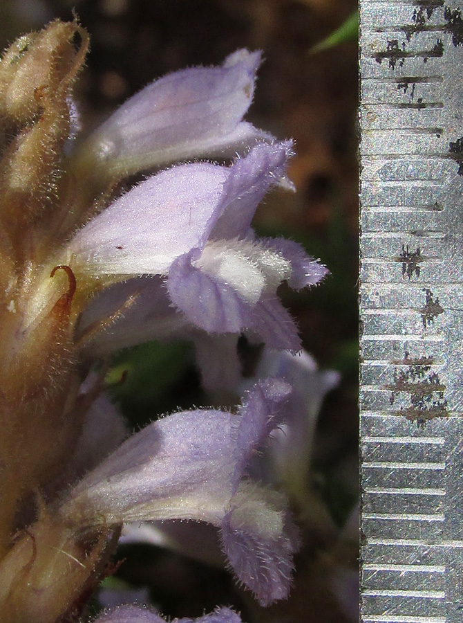 Image of Phelipanche ramosa specimen.
