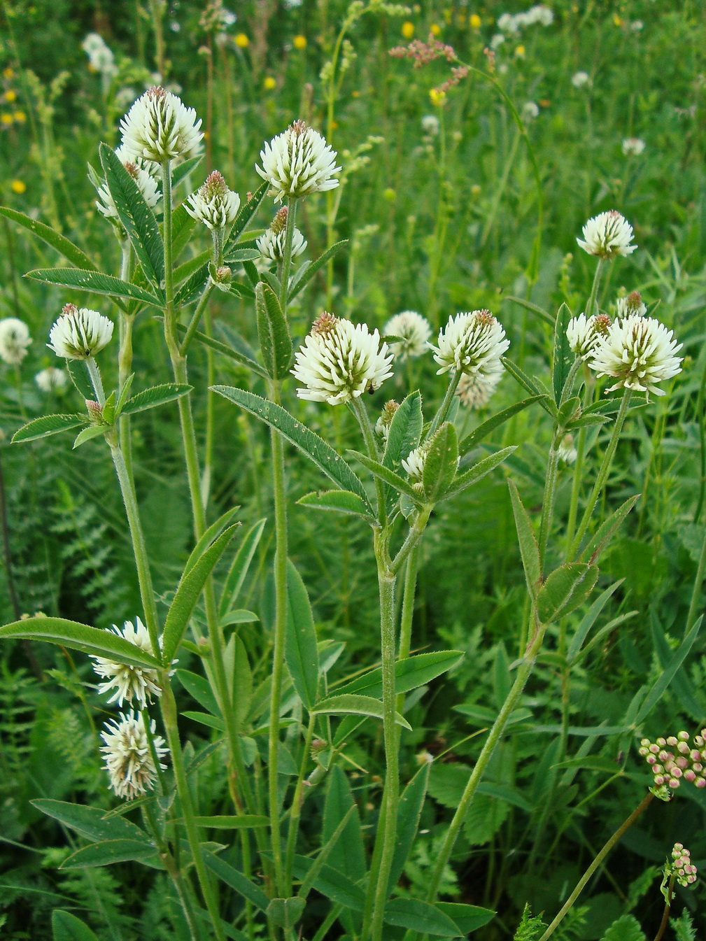 Изображение особи Trifolium montanum.