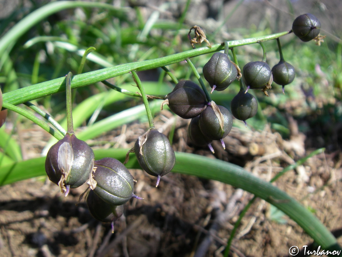 Изображение особи Scilla bifolia.