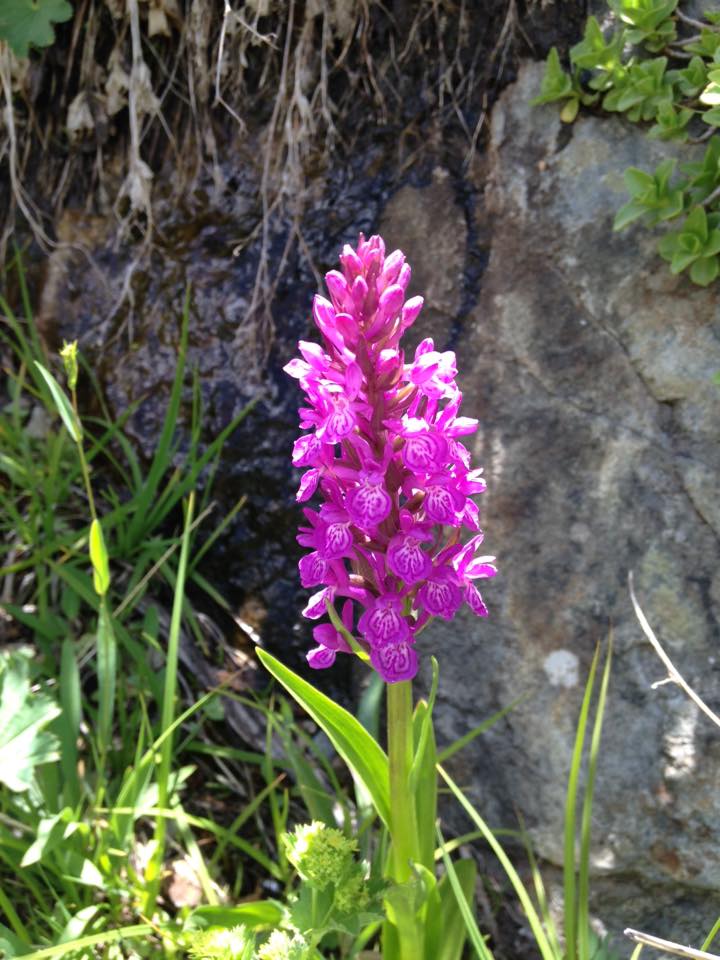 Изображение особи Dactylorhiza umbrosa.