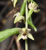 Epipactis subspecies degenii